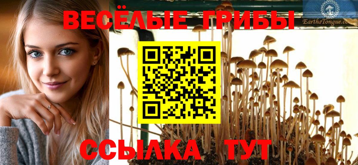 Галлюциногенные грибы Psilocybine cubensis Гусиноозёрск